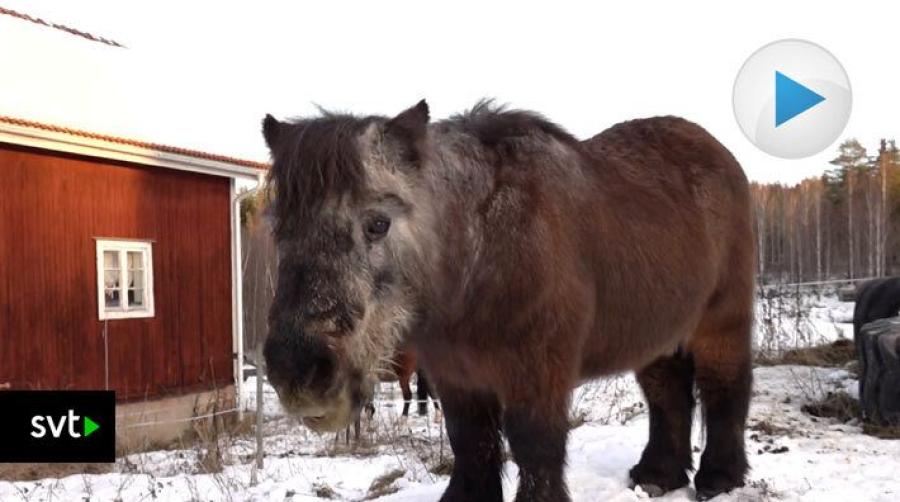 SVT på besök hos 47-åriga Fritte