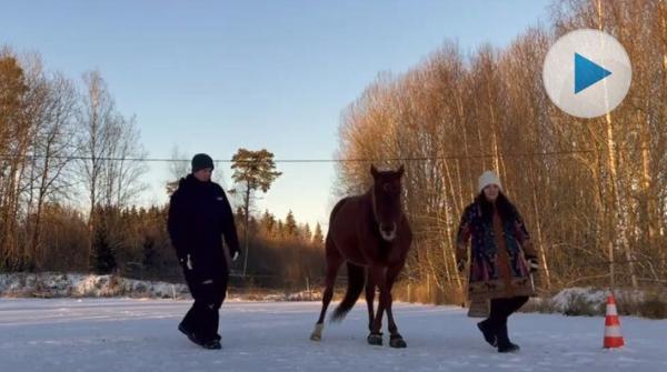 Hästen Ina har en speciell livshistoria bakom sig. Om det inte hade varit för Cornelia hade stoet inte varit vid liv i dag. Dessutom kan hon dansa!