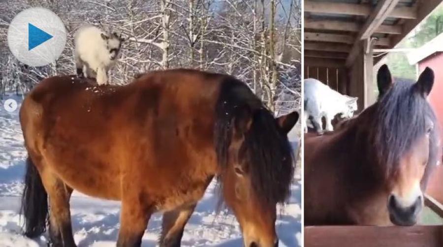 Den här lilla killingen tar sig gärna en ridtur. Ägare Helena Jansson berättar att det finns tre hästar i hagen och killingen rider gärna på alla tre.