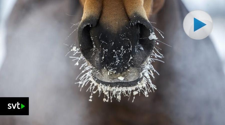 Foto: Adobe Stock