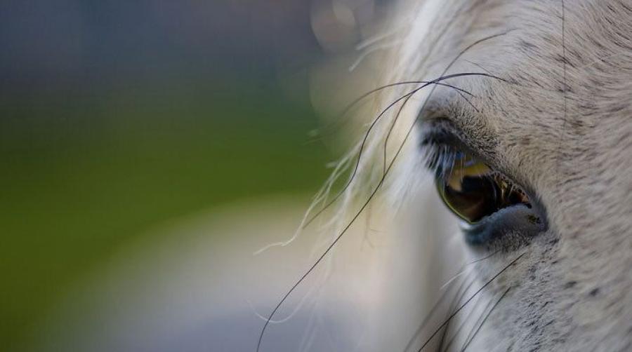 Foto: Adobe Stock