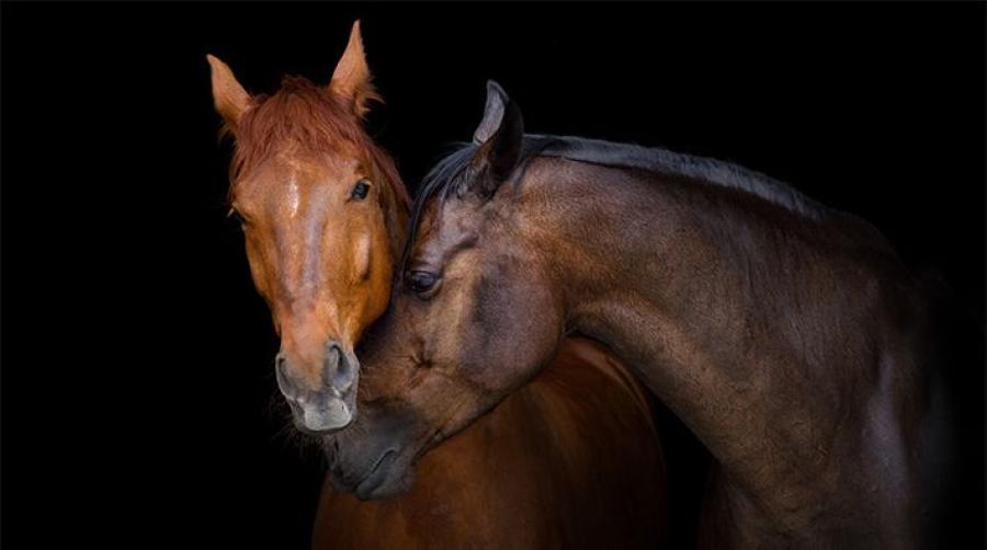 Foto: Adobe Stock