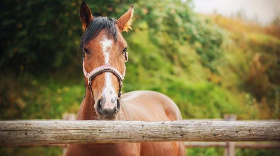 Arkivfoto: Adobe Stock