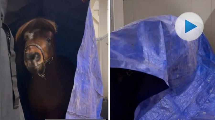 Evelyn Banffy och Akilles har jobbat en hel del med miljöträning tillsammans. Här visar de hur Akilles väntar glatt och tryggt under en presenning.