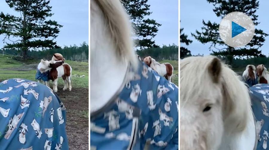 Två hästkompisar står och busar med varandra, kameran tas upp för att fånga händelsen på film – men precis då kommer en helt annan häst in i bild.