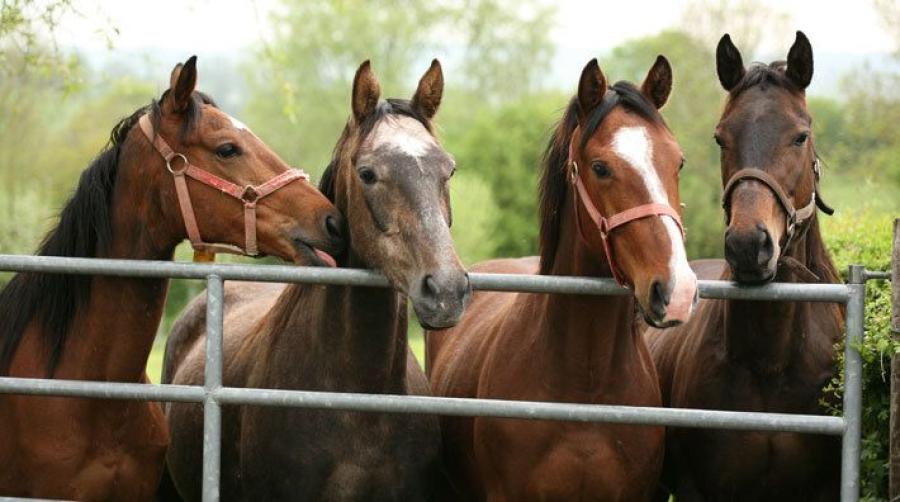 Avråder från räddningsresor till Ukraina