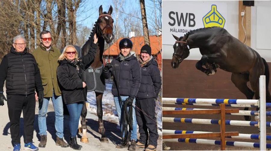 En ny erfarenhet med en hingst i avelsverksamheten