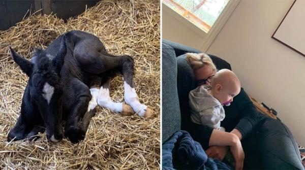 När Annelie låter er hänga med under ett dygn gäller det att hålla i sig för det är full fart. Fölning, bokslut, inseminering, barnhämtning – allt hinns med.
