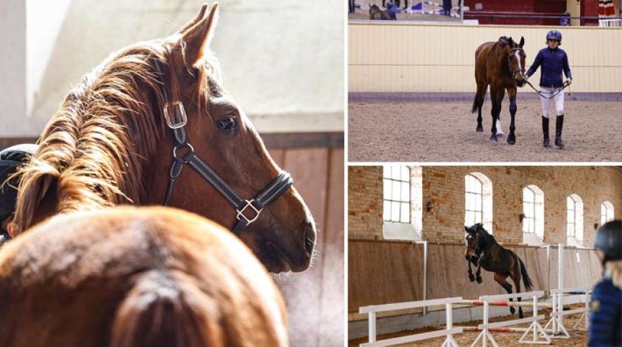 Lyckad visningsdag på Flyinge: "Hittade flera hästar där man nu diskuterar köp"