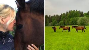 Det blir inte allt som det var tänkt. I bloggen summerar Annelie Eriksson en intensiv och småskakig fölsäsong, som också lett till ett beslut för framtiden.