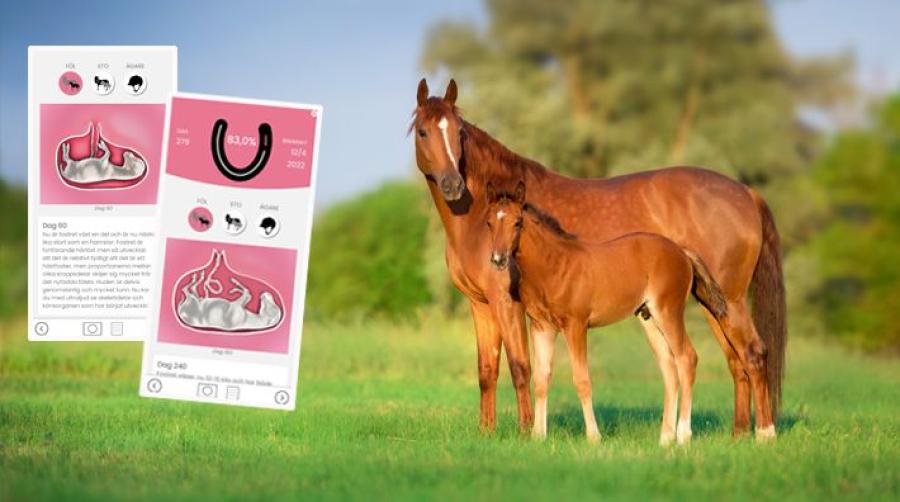 Foto: Anna Svensson och Adobe Stock (hästar)
