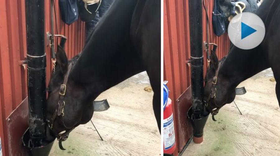 <p>När det regnar och vattnet samlas i stuprören är det väl lika bra att dricka. Det tycker i alla fall den här hästen, från Polisrytteriet i Stockholm.