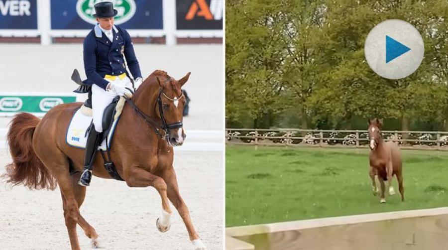 Ett härligt galopprace i gräshagen till fågelkvitter – så firar Patrik Kittels tidigare topphäst Scandic in helgen. En glad 23-årig pensionär!