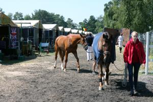 Sammanlagt är det cirka 750 hästar här under Falsterbo Horse Show. I de internationella stallarna står det runt 250 hästar.