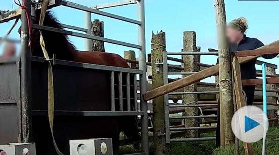 EU oroas över grym hästhantering på Island