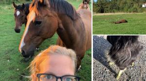 Nyfixad bil och jakt efter traktor