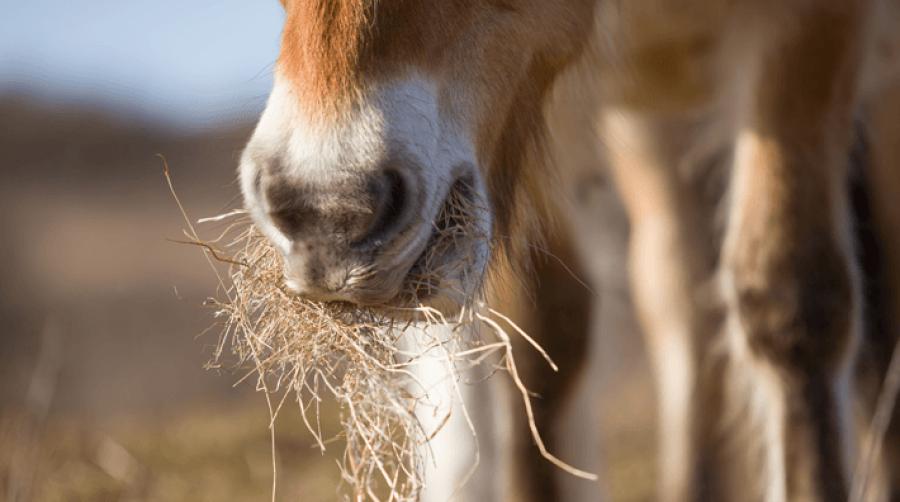 Foto: Adobe Stock