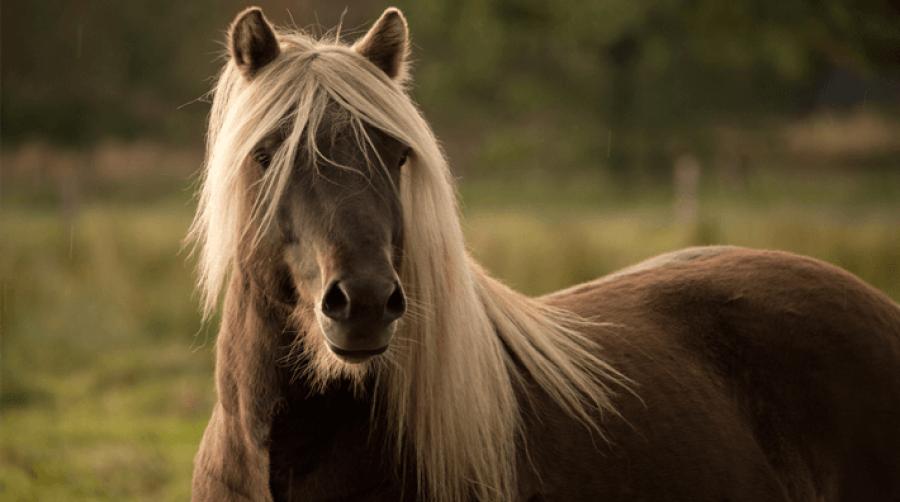 Foto: Adobe Stock