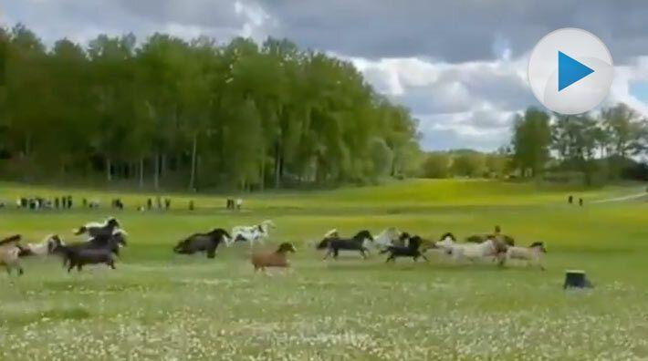 Lyckliga lektionshästar på grönbete