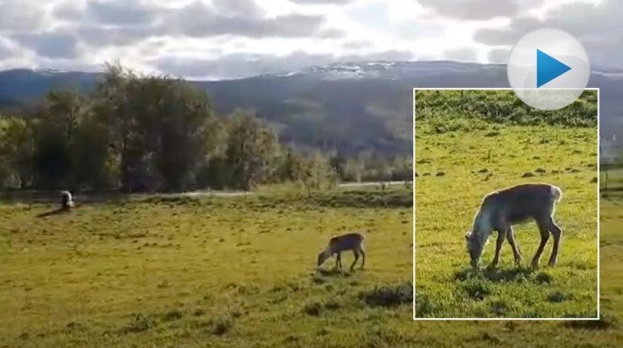 Vilsekommen ren hänger med hästarna