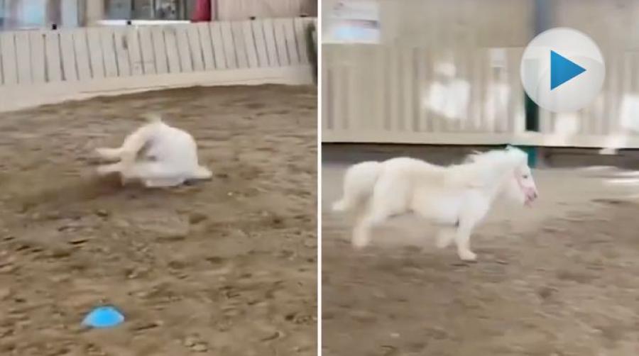 <p>Den här söta ponnyn har spring i benen. Lite för mycket kanske, och då är det svårt att hålla balansen. Det blir en ordentlig vurpa.