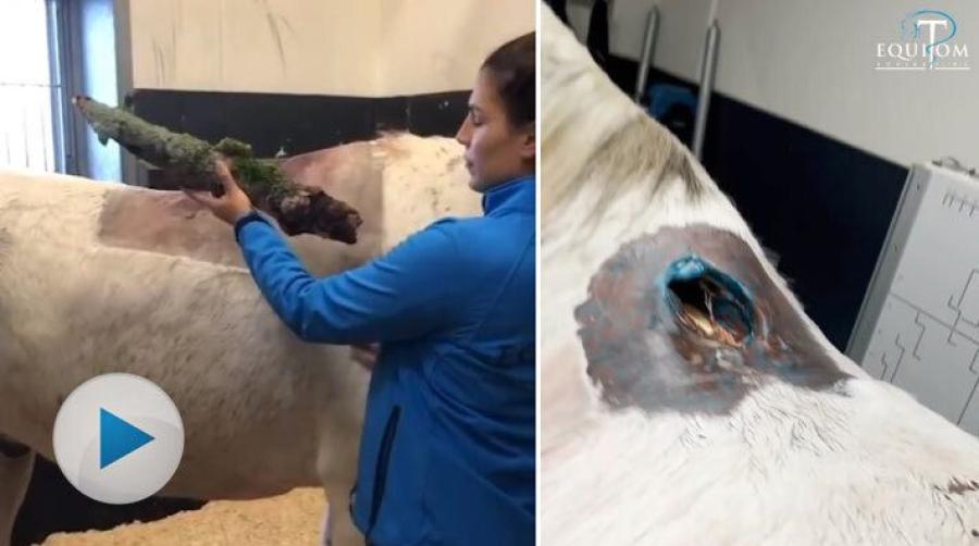 Minns ni hästen som fick en stor gren i ryggen? Veterinärerna vid kliniken i Nederländerna lyckades hjälpa hästen mot alla odds.