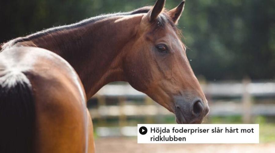 Foto: Adobe Stock