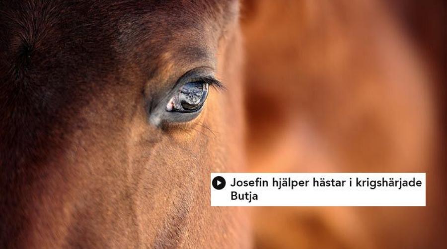 Foto: Adobe Stock