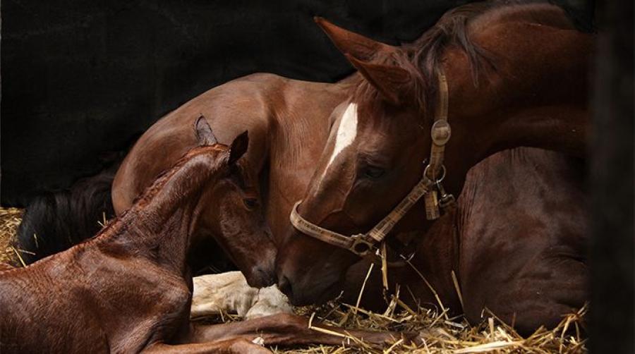 WFFS kopplat till dressyregenskaper – många hingstar behöver väljas bort