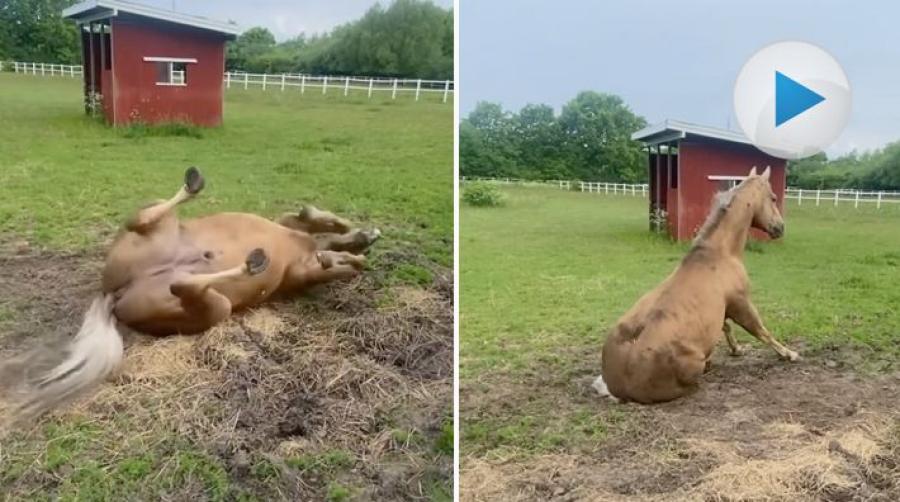 Quarterhingsten och pensionären Chic Diesel Olena har en härlig rutin. Varje morgon rullar han sig i hagen och pustar och stönar högljutt.