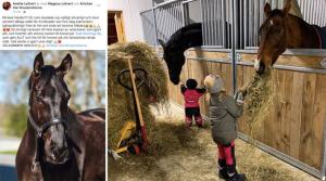 Hos Stall Steninge by är det hektiska dagar – som alltid. En långtidsskadad häst är friskförklarad. En annan är död – för en stund. Och ett bröllop på det.