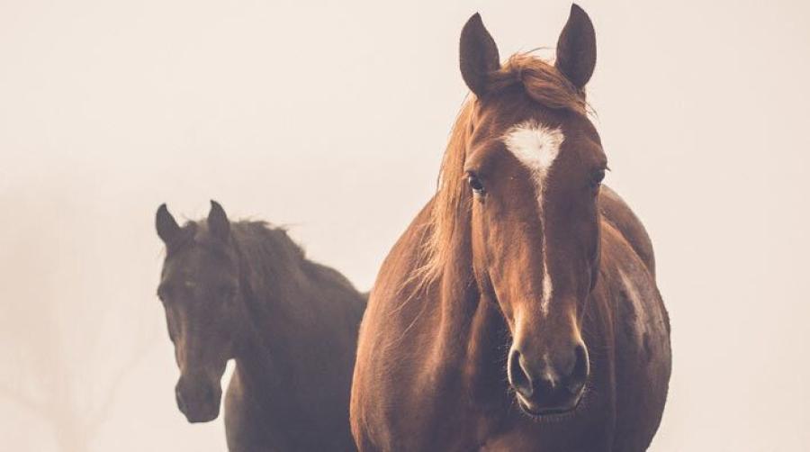 Arkivfoto: Adobe Stock