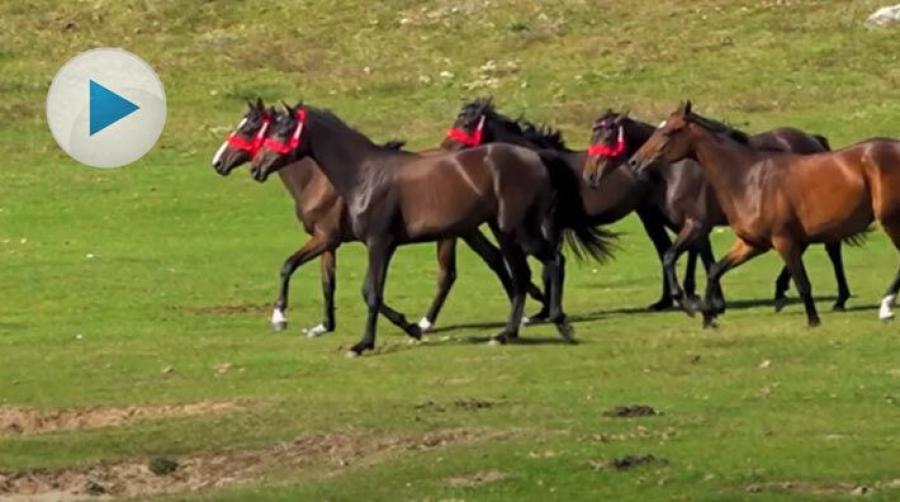 Unghästar som får röra sig i flock på stora kuperade marker, har större chans att bli starka och hållbara sporthästar i framtiden.