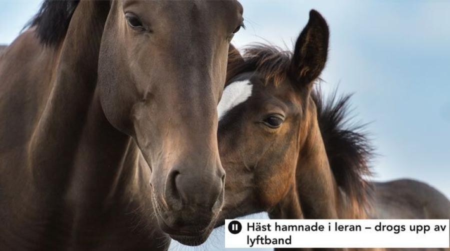 Foto: Adobe Stock