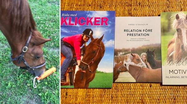 Maria Yttermer ger råd till dig som är nyfiken på belöningsbaserad träning. Att börja med att lära sig lite teori är en bra start, innan du tränar med hästen.