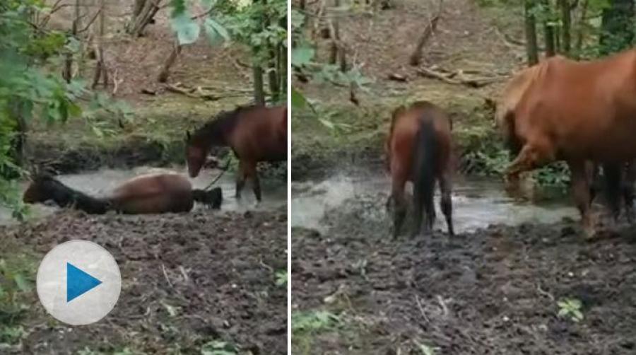 Billdals ridklubb delar med sig av ett härligt klipp där tre-åringarna Liamoo och Hybrid upptäckt hur kul det är att ha en bäck i hagen.