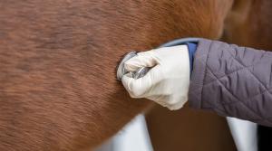 Allt du behöver veta om akut kolit hos häst
