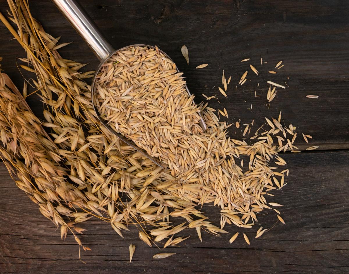 Kan hästar vara allergiska mot havre? 