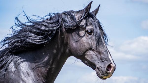 Arkivfoto: Adobe Stock