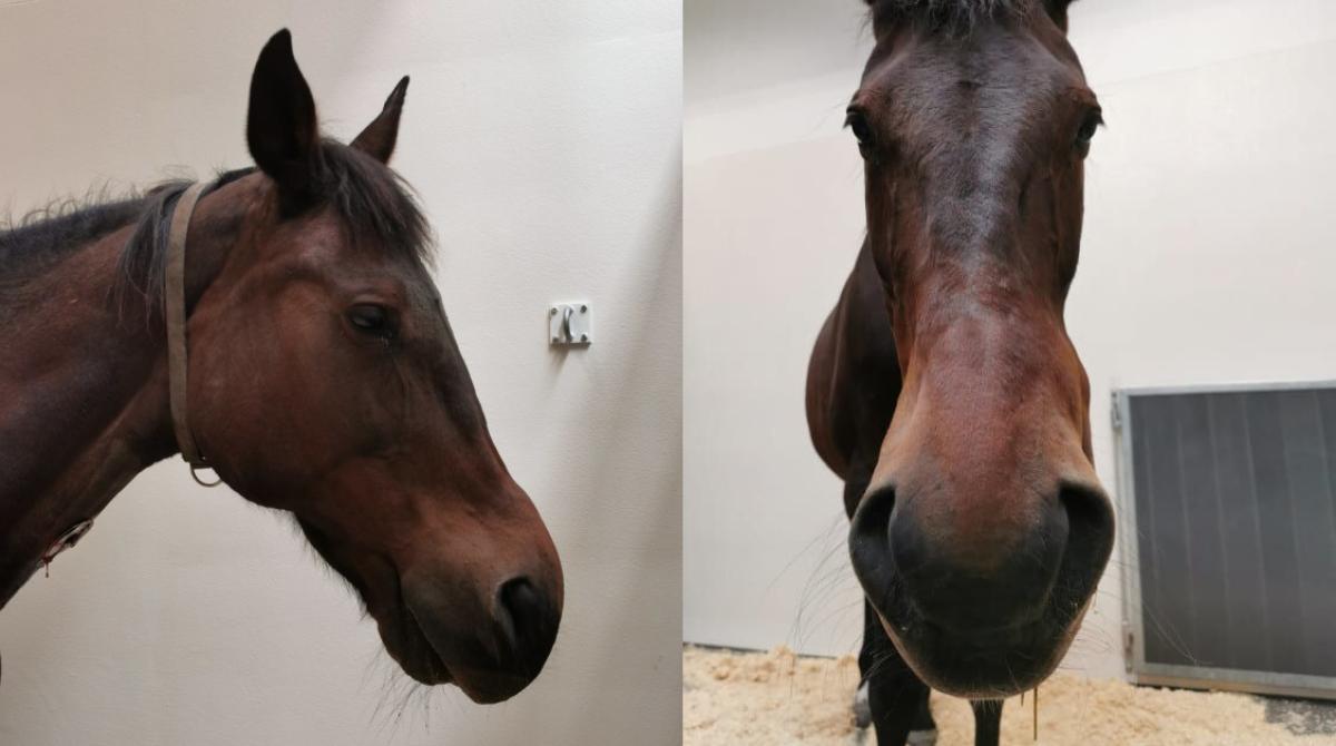 Svullnaden på höger sidan har orsakats av huggormsbett. Detta sto fick stanna på kliniken tills svullnaden hade gått ner. Foto: Norska Veterinärhögskolans djursjukhus - häst