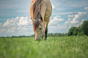 Foto: Adobe Stock 