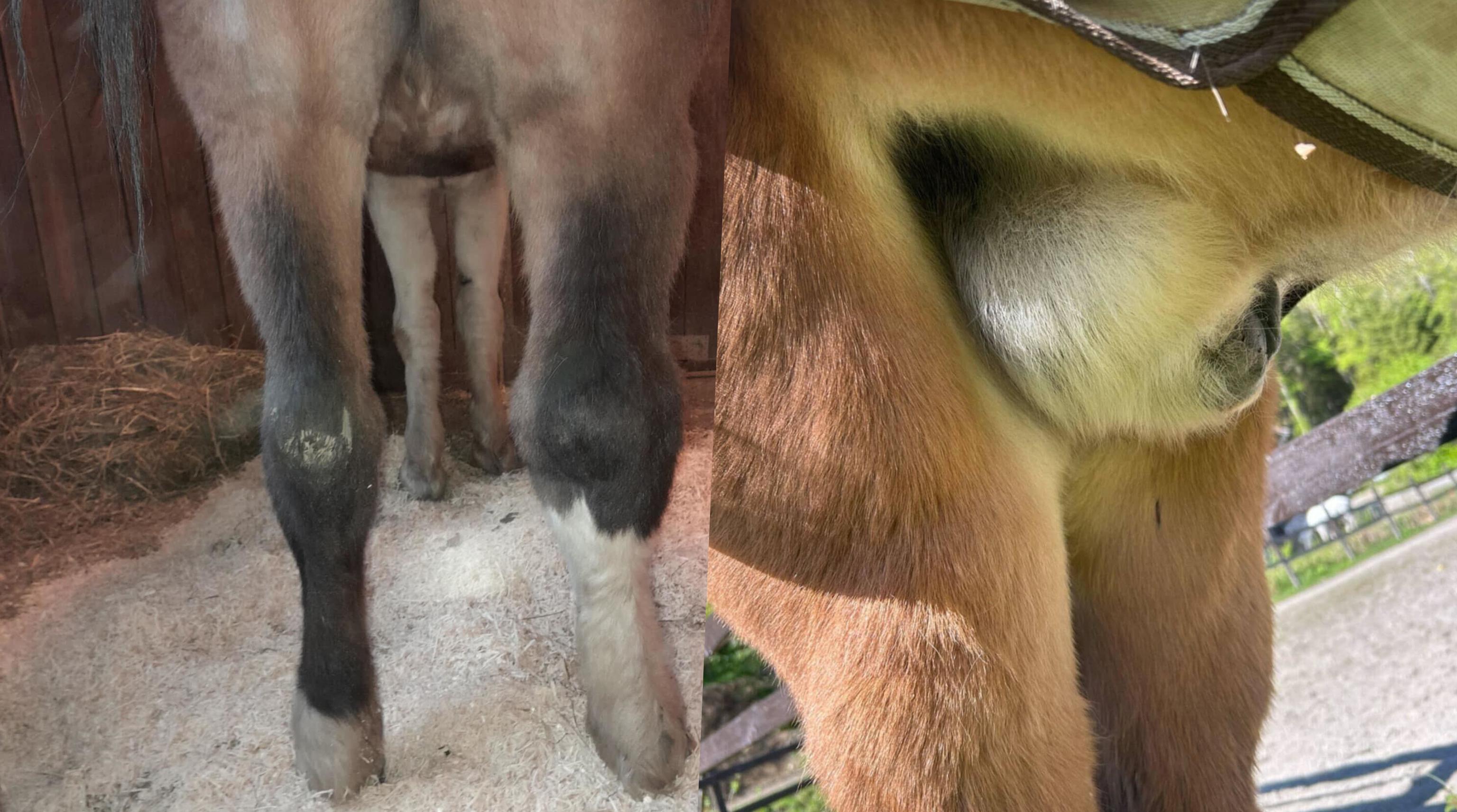 Svullnaden tre och fyra dagar efter huggormsbettet. Foto: Privat