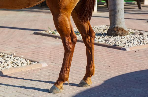 Foto: Adobe Stock 