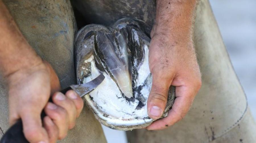 Arkivfoto: Adobe Stock