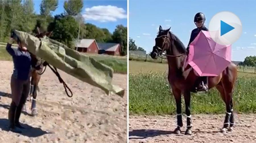<p>Paraplyn och presseningar är inga problem för fyraårige Prinz Highland. Från marken har han tränats för att bli en trygg dressyrhäst.