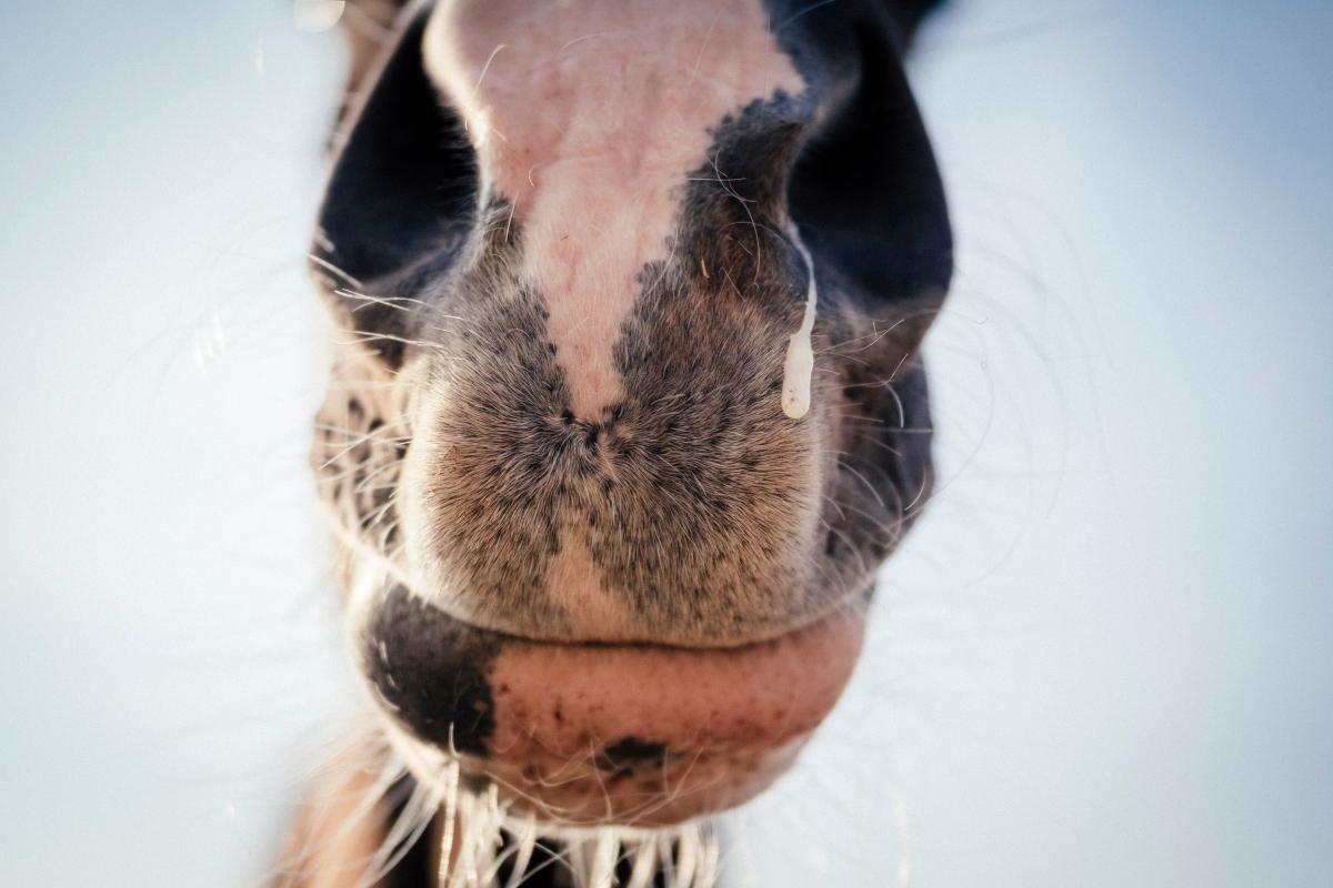 Foto: Adobe Stock 