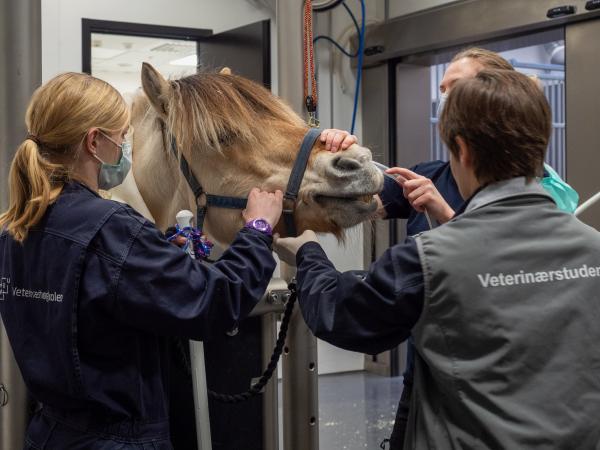 Kolik hos häst – en guide för hästägare