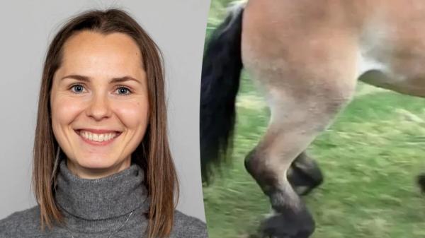 Elise Friis Kvigstad har forskat på AEP. Resultaten visar att nervsjukdomen kan vara kopplad till ett autoimmunt svar. Foto: NMBU Veterinærhøgskolen