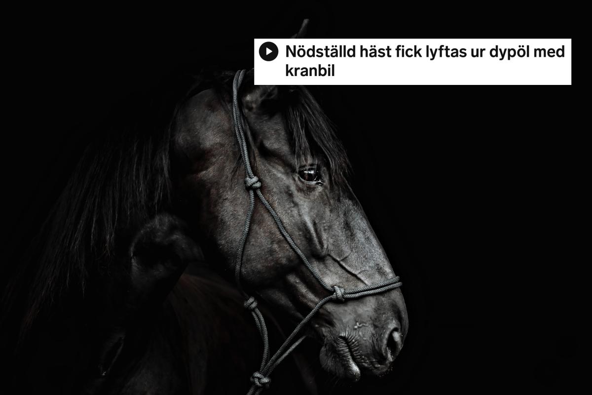 Arkivfoto: Adobe stock