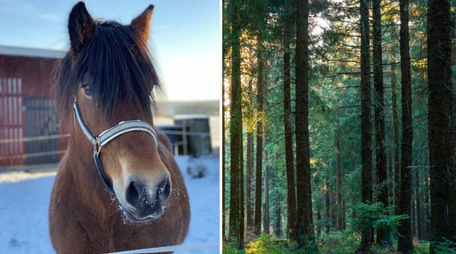 Foto: Privat och Adobe Stock